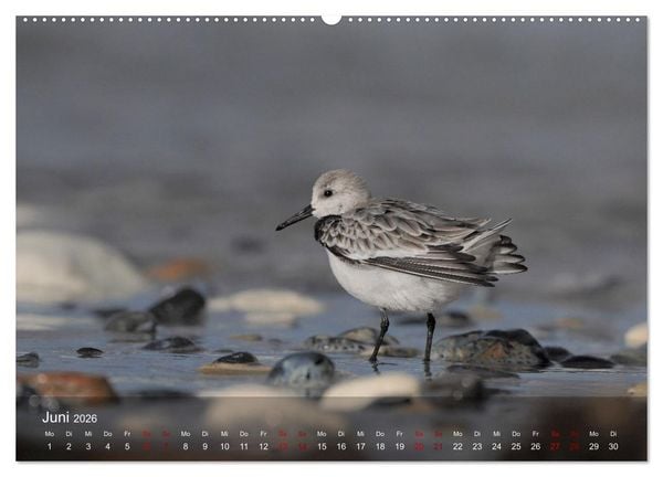 Produktbild: Wilde Vogelwelt Helgoland (hochwertiger Premium Wandkalender 2026 DIN A2 quer), Kunstdruck in Hochglanz
