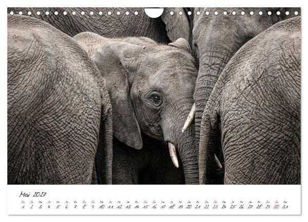 Produktbild: Better Together - Herdenmomente (Wandkalender 2027 DIN A4 quer), CALVENDO Monatskalender