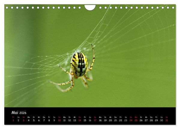 Produktbild: Heimische Spinnen (Wandkalender 2026 DIN A4 quer), CALVENDO Monatskalender