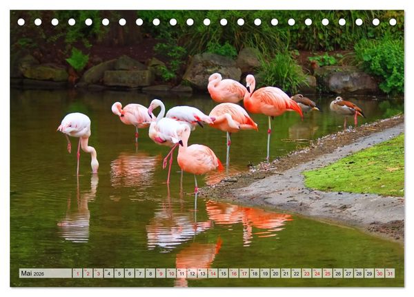 Produktbild: Flamingo Zauber (Tischkalender 2026 DIN A5 quer), CALVENDO Monatskalender