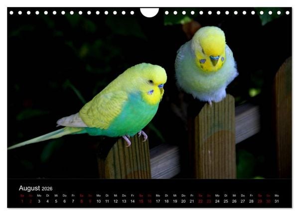 Produktbild: Wellensittichtr&auml;ume - Der neue Wellensittich-Naturkalender (Wandkalender 2026 DIN A4 quer), CALVENDO Monatskalender