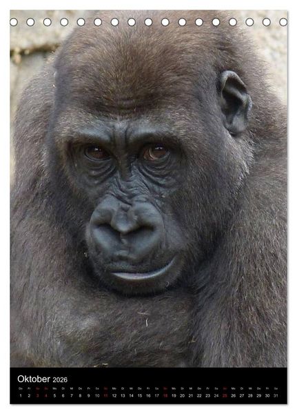 Produktbild: Gorillas (Tischkalender 2026 DIN A5 hoch), CALVENDO Monatskalender