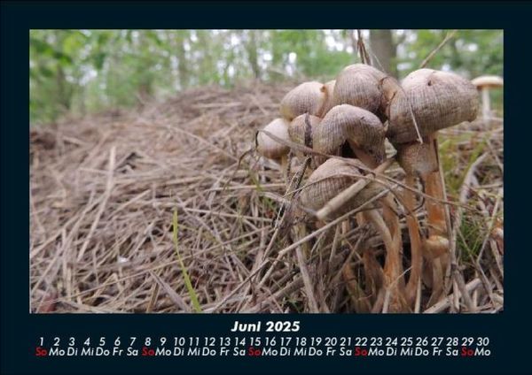 Produktbild: Pilzkalender 2025 Fotokalender DIN A5