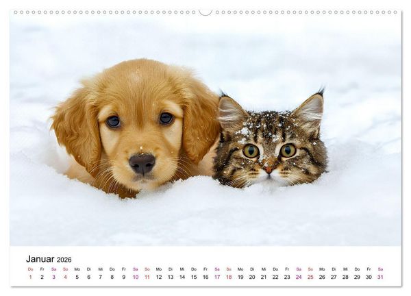 Produktbild: Katzenzauber - Samtpfoten im Jahreslauf (Wandkalender 2026 DIN A2 quer), CALVENDO Monatskalender