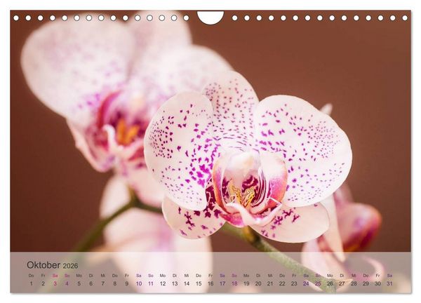 Produktbild: Phalaenopsis - die zauberhafte Welt der Orchideen (Wandkalender 2026 DIN A4 quer), CALVENDO Monatskalender