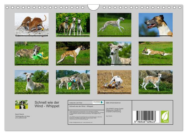 Produktbild: Schnell wie der Wind - Whippet (Wandkalender 2026 DIN A4 quer), CALVENDO Monatskalender