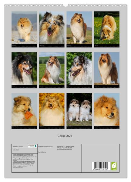 Produktbild: Collie 2026 (hochwertiger Premium Wandkalender 2026 DIN A2 hoch), Kunstdruck in Hochglanz