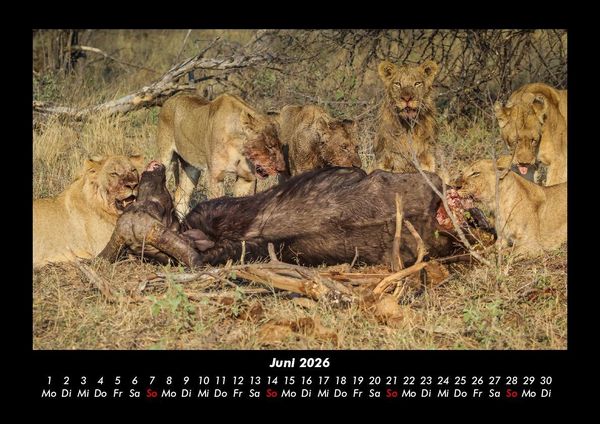 Produktbild: Welt der Tiere 2026 Fotokalender DIN A3