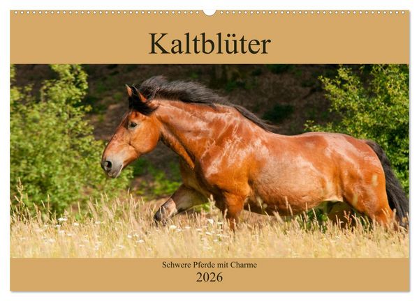 Produktbild: Kaltbl&uuml;ter - Schwere Pferde mit Charme (Wandkalender 2026 DIN A2 quer), CALVENDO Monatskalender