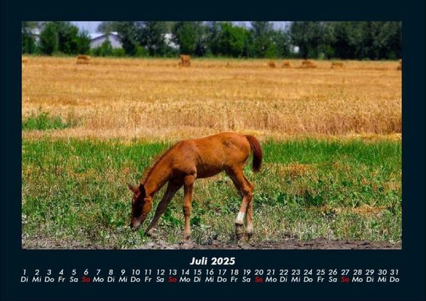 Produktbild: Pferdegefl&uuml;ster 2025 Fotokalender DIN A4