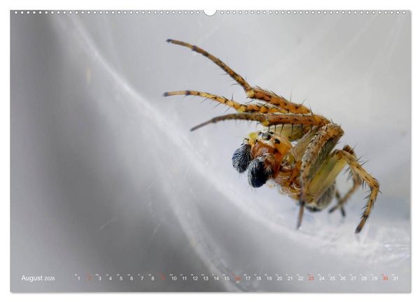 Produktbild: ui - Spinne. Kleine Spinnen - gro&szlig; im Bild (hochwertiger Premium Wandkalender 2026 DIN A2 quer), Kunstdruck in Hochglanz