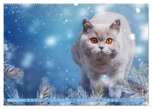 Produktbild: Kittens - Britisch Kurzhaar Katzenkinder (Wandkalender 2026 DIN A2 quer), CALVENDO Monatskalender