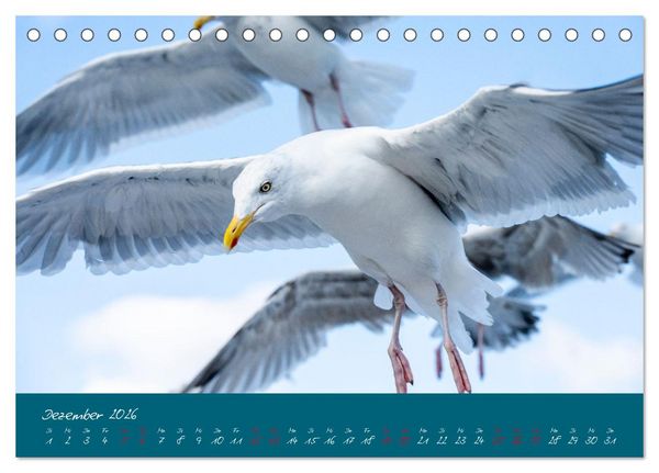 Produktbild: M&ouml;wen die Begleiter an Meer und See (Tischkalender 2026 DIN A5 quer), CALVENDO Monatskalender