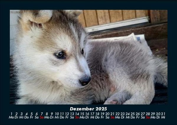 Produktbild: Welpen 2025 Fotokalender DIN A5