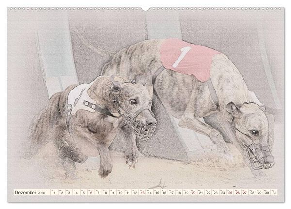 Produktbild: Whippet 2026 (Wandkalender 2026 DIN A2 quer), CALVENDO Monatskalender