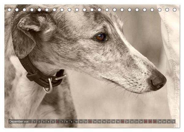 Produktbild: Galgo eye-catcher (Tischkalender 2026 DIN A5 quer), CALVENDO Monatskalender