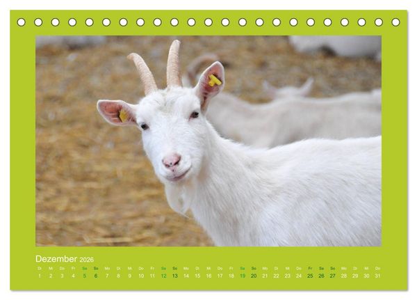 Produktbild: Ziegenkalender 2026 (Tischkalender 2026 DIN A5 quer), CALVENDO Monatskalender
