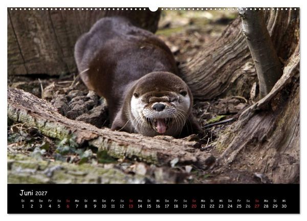 Produktbild: Putzige Fischj&auml;ger (hochwertiger Premium Wandkalender 2027 DIN A2 quer), Kunstdruck in Hochglanz
