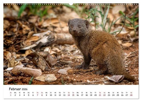 Produktbild: Afrikas kleine Stars (hochwertiger Premium Wandkalender 2026 DIN A2 quer), Kunstdruck in Hochglanz