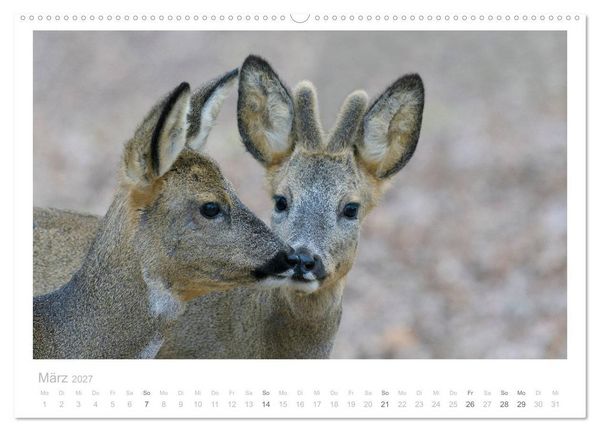 Produktbild: Rehwild 2027 (Wandkalender 2027 DIN A2 quer), CALVENDO Monatskalender