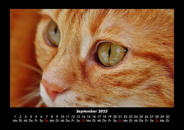 Produktbild: F&uuml;r Katzenfreunde 2025 Fotokalender DIN A3