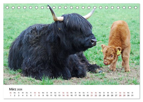Produktbild: Die Schottischen Hochlandrinder und ihr Nachwuchs (Tischkalender 2026 DIN A5 quer), CALVENDO Monatskalender
