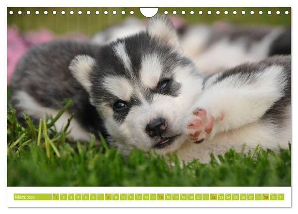 Produktbild: Siberian Husky - der Urtyp (Wandkalender 2026 DIN A4 quer), CALVENDO Monatskalender