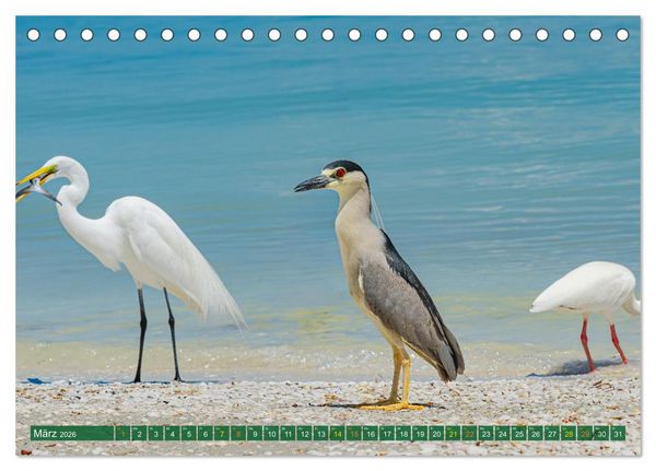 Produktbild: Gr&uuml;nreiher - Krabbenreiher - Nachtreiher (Tischkalender 2026 DIN A5 quer), CALVENDO Monatskalender