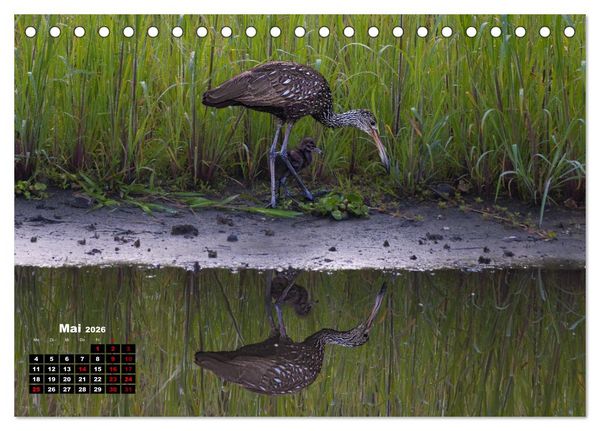 Produktbild: Floridas wunderbare Vogelwelt (Tischkalender 2026 DIN A5 quer), CALVENDO Monatskalender