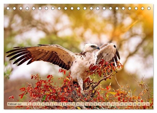 Produktbild: Afrikas Vogelwelt 2027 (Tischkalender 2027 DIN A5 quer), CALVENDO Monatskalender