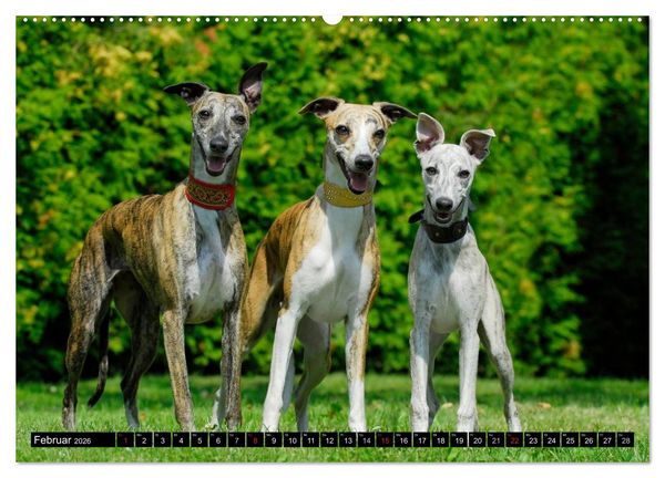 Produktbild: Schnell wie der Wind - Whippet (Wandkalender 2026 DIN A2 quer), CALVENDO Monatskalender