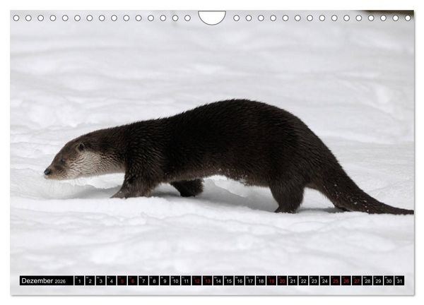 Produktbild: Fischotter, flinke J&auml;ger (Wandkalender 2026 DIN A4 quer), CALVENDO Monatskalender