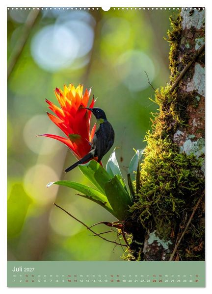 Produktbild: Bromelienzauber (hochwertiger Premium Wandkalender 2027 DIN A2 hoch), Kunstdruck in Hochglanz
