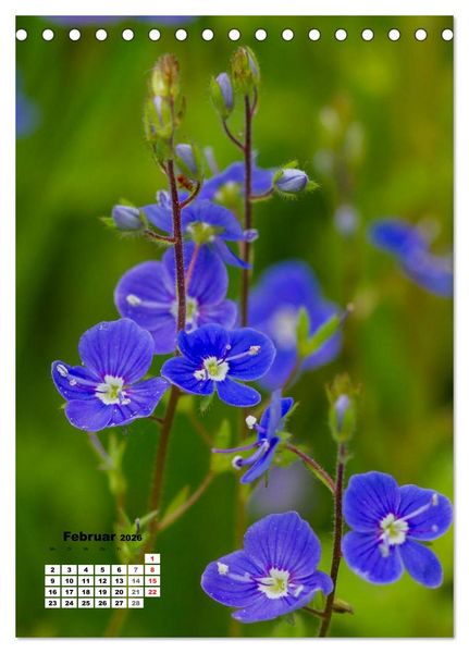 Produktbild: Zauber der Natur - Heimische Orchideen und Wiesenblumen (Tischkalender 2026 DIN A5 hoch), CALVENDO Monatskalender