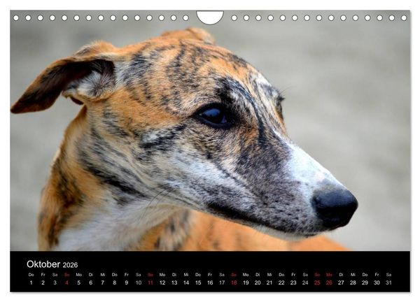 Produktbild: Whippet 2026 (Wandkalender 2026 DIN A4 quer), CALVENDO Monatskalender