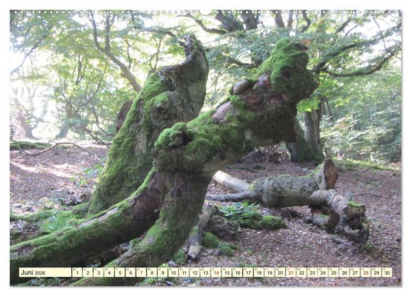 Produktbild: Zauberhaftes, die Natur als K&uuml;nstler (hochwertiger Premium Wandkalender 2026 DIN A2 quer), Kunstdruck in Hochglanz