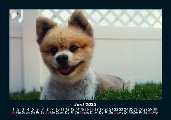 Produktbild: Welpen 2025 Fotokalender DIN A5