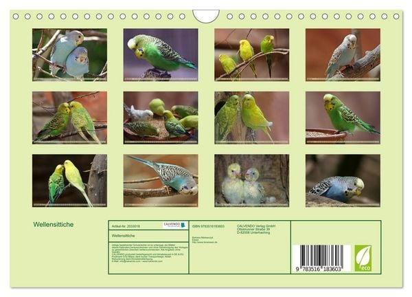 Produktbild: Wellensittiche (Wandkalender 2026 DIN A4 quer), CALVENDO Monatskalender