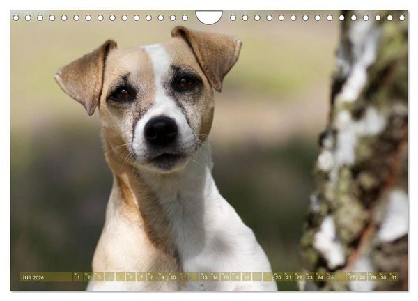 Produktbild: Faszination Terrier (Wandkalender 2026 DIN A4 quer), CALVENDO Monatskalender