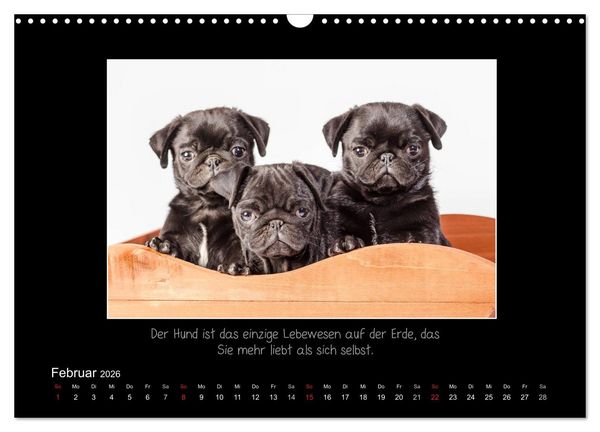 Produktbild: M&ouml;pse 2026 (Wandkalender 2026 DIN A3 quer), CALVENDO Monatskalender