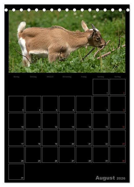 Produktbild: Zwergziegen (Tischkalender 2026 DIN A5 hoch), CALVENDO Monatskalender