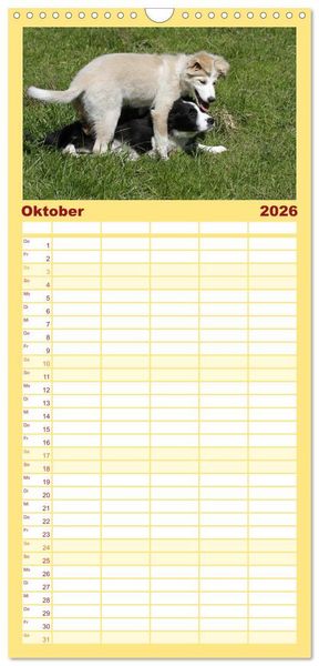 Produktbild: Familienplaner 2026 - Border Collie Welpen mit 5 Spalten (Wandkalender, 21 x 45 cm) CALVENDO