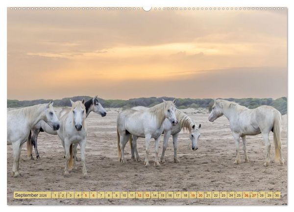 Produktbild: Die wilden Pferde der Camargue (hochwertiger Premium Wandkalender 2026 DIN A2 quer), Kunstdruck in Hochglanz