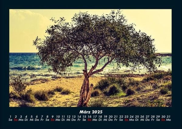 Produktbild: B&auml;ume 2025 Fotokalender DIN A4