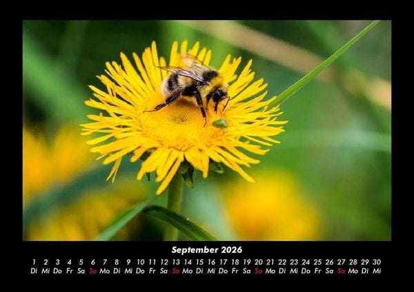 Produktbild: Bien 2026 Fotokalender DIN A3