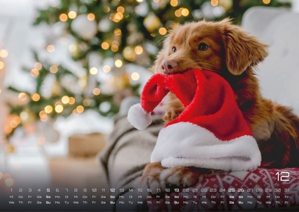 Produktbild: Wuff - Unsere Vierbeiner - Der Hundekalender - 2027 - Kalender DIN A3