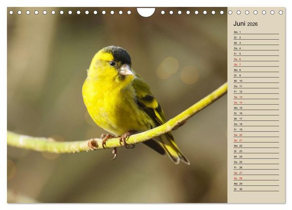 Produktbild: Erlenzeisige (Wandkalender 2026 DIN A4 quer), CALVENDO Monatskalender