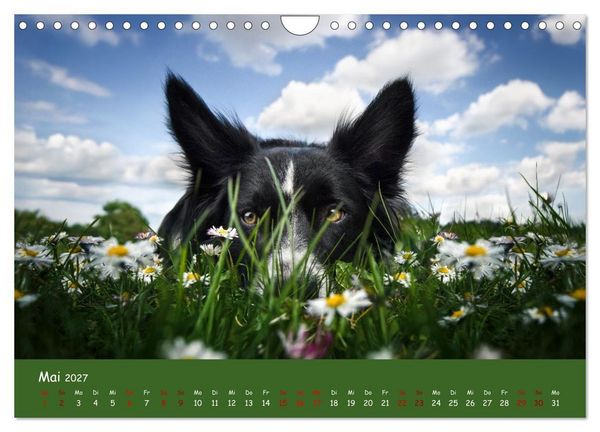 Produktbild: Border Collie Kalender &ndash; Ausdrucksstarke Close-up-Portraits durch die Jahreszeiten (Wandkalender 2027 DIN A4 quer), CALVENDO Monatskalender