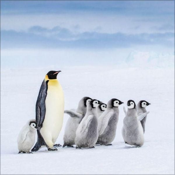 Produktbild: Pinguine 2027