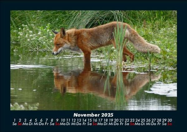 Produktbild: Waldbewohner 2025 Fotokalender DIN A5